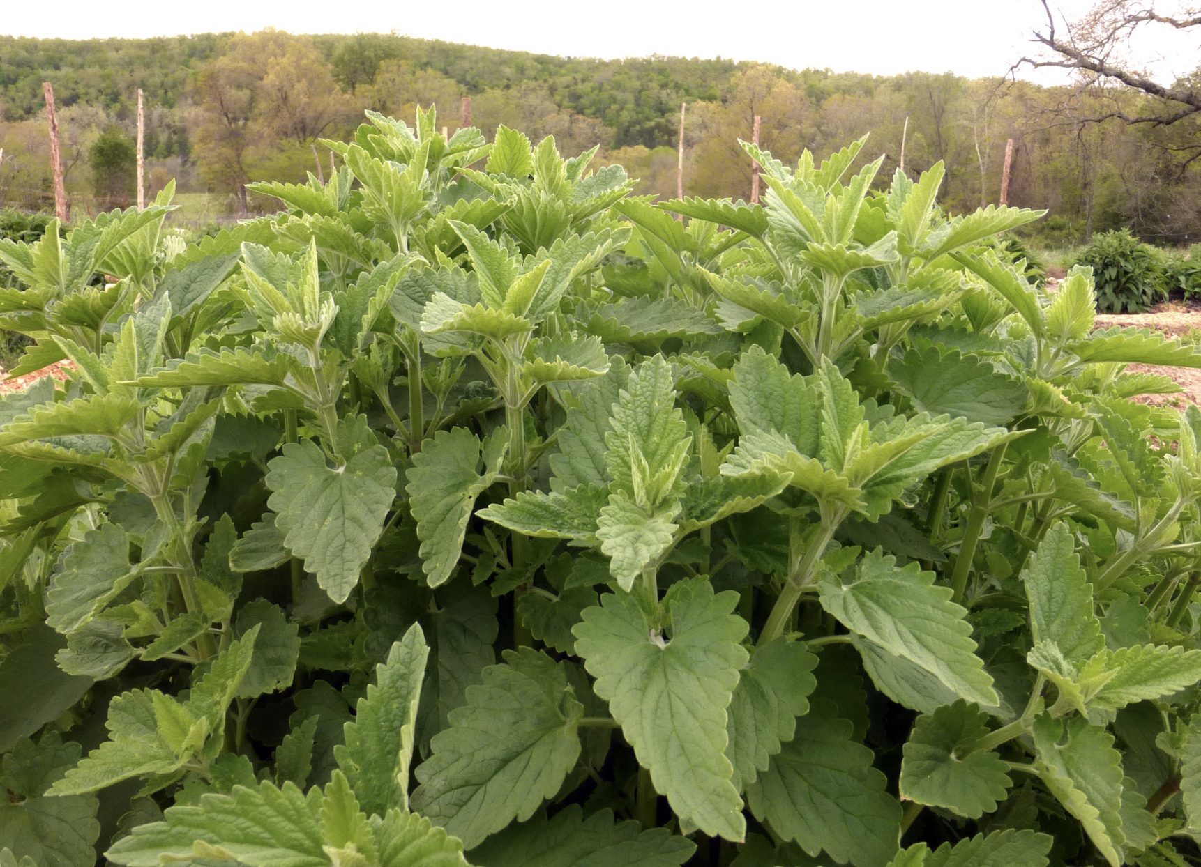 Catnip plant